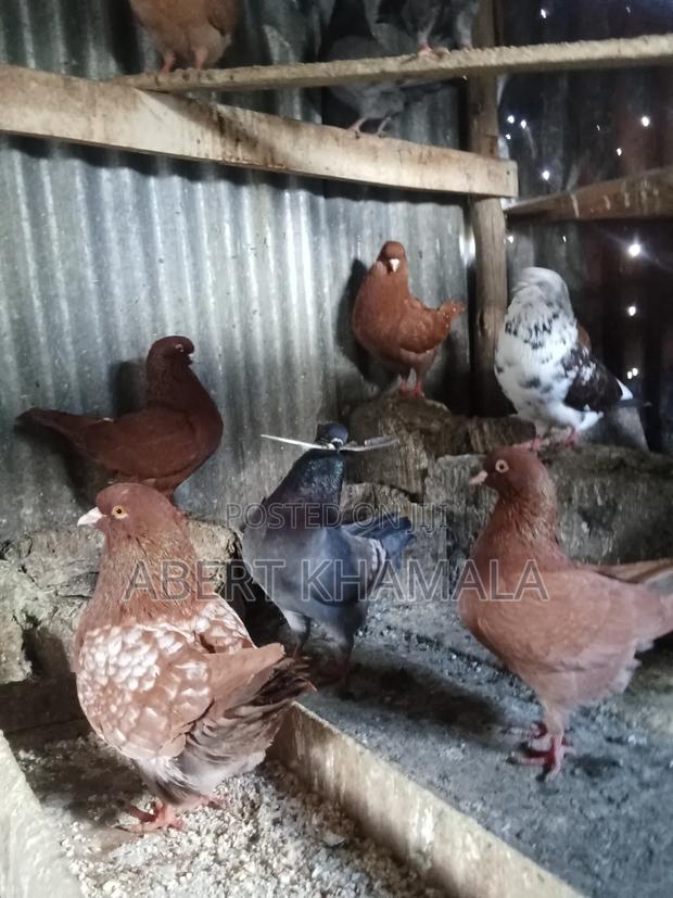 King Pigeons - thumbnail 2