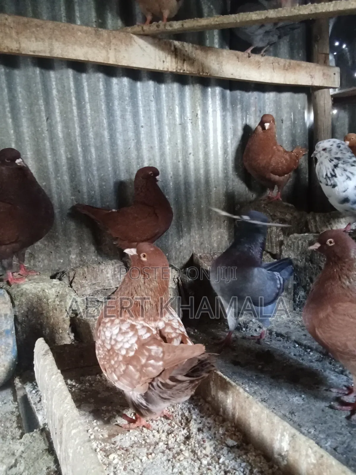 King Pigeons