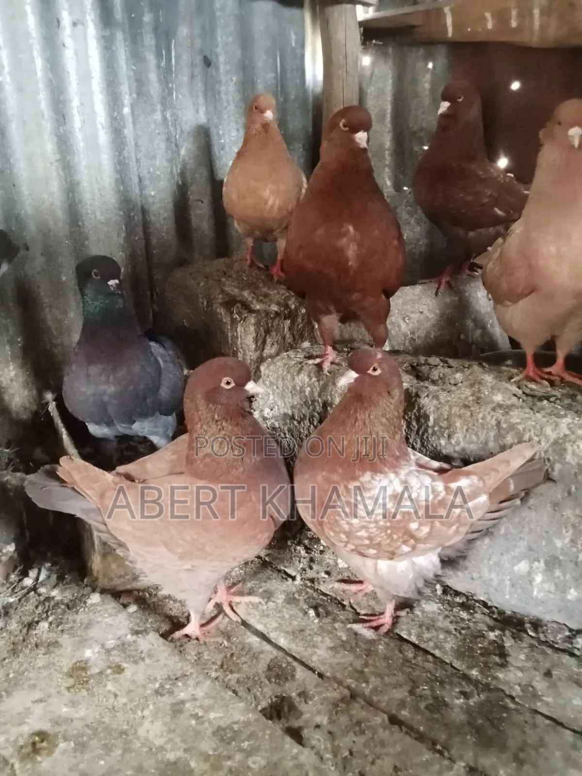 King Pigeons