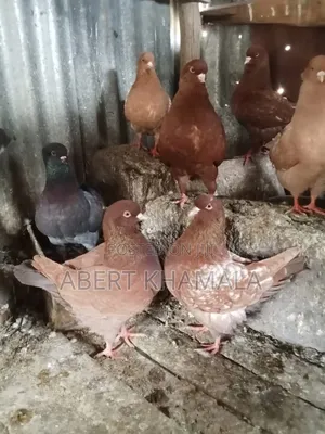 King Pigeons