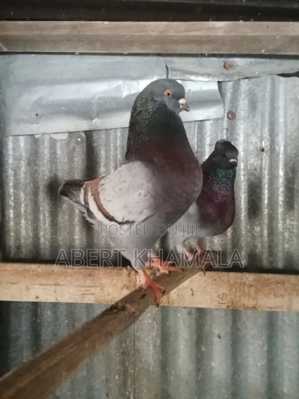 King Pigeons