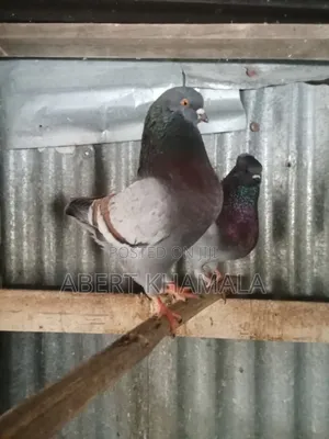 King Pigeons