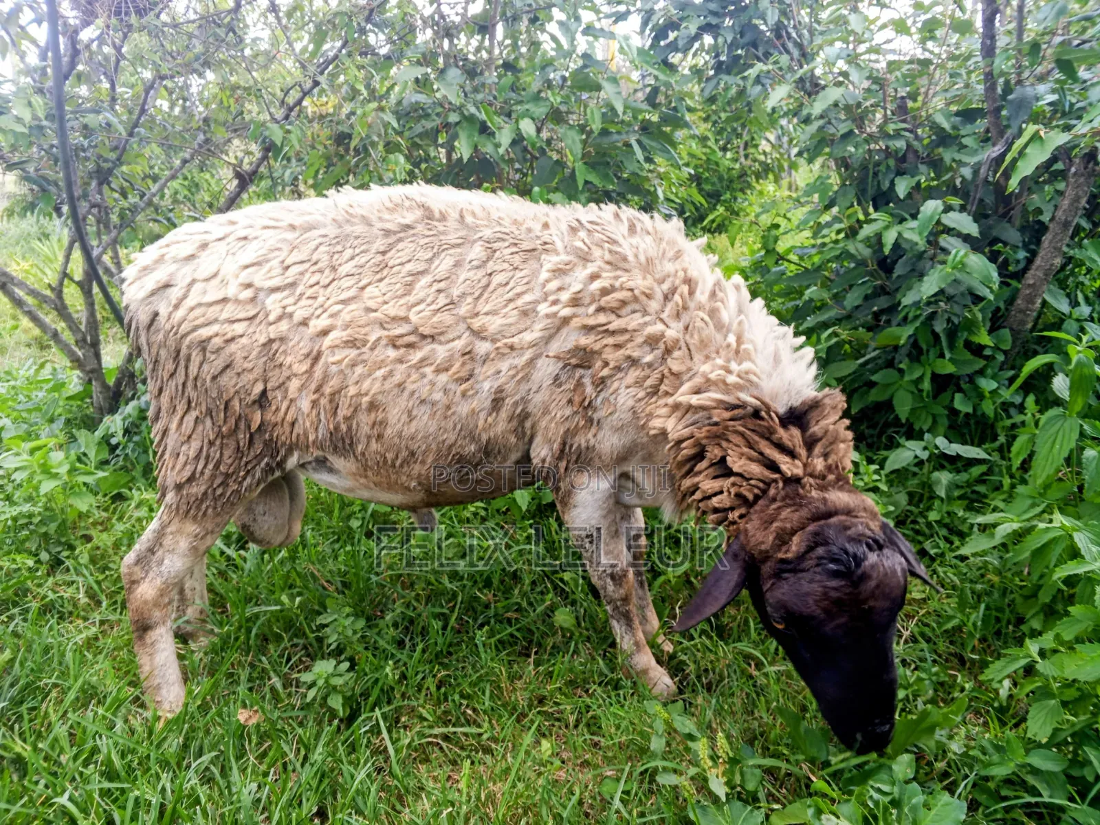 Dorper Ram