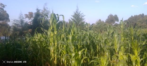 Land for Sale - thumbnail 2
