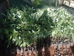 Avocado Seedlings