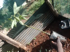 Avocado Seedlings