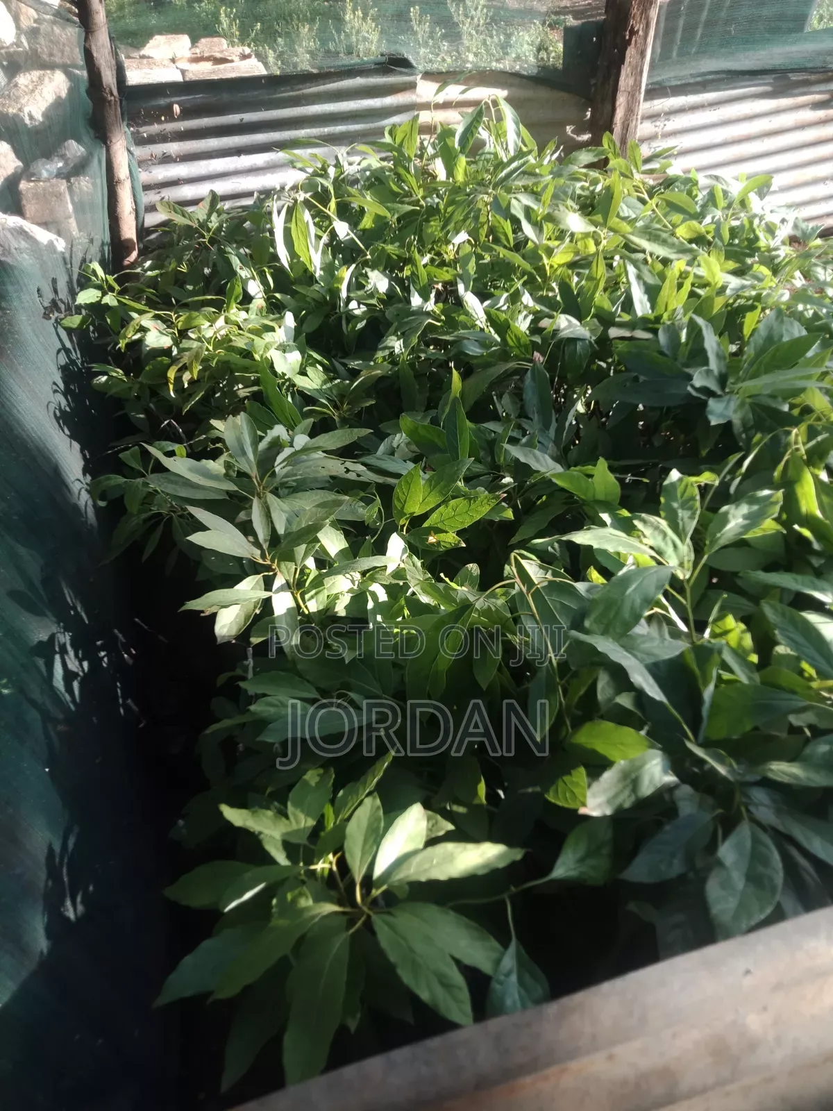 Avocado Seedlings