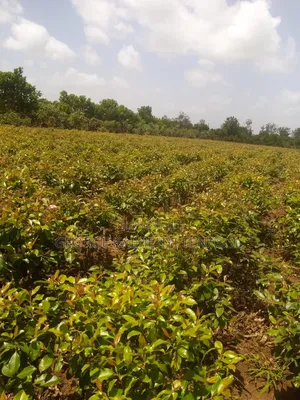 5 Acres Property for Sale in Embu.