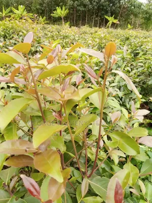 5 Acres Property for Sale in Embu.