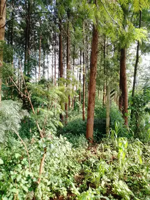 Kitusuru Land Sale