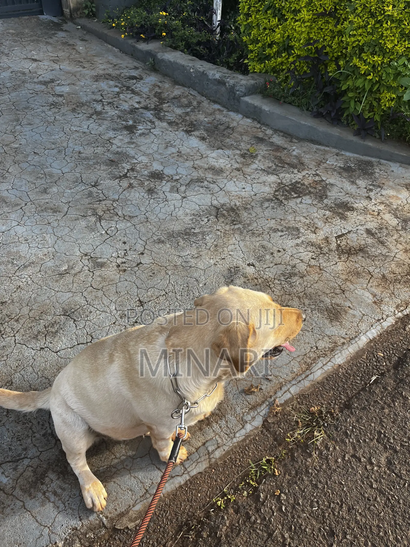 Pet Sitting Services Available In Nairobi