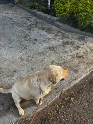 Pet Sitting Services Available In Nairobi