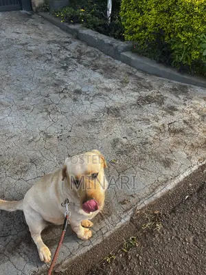 Pet Sitting Services Available In Nairobi