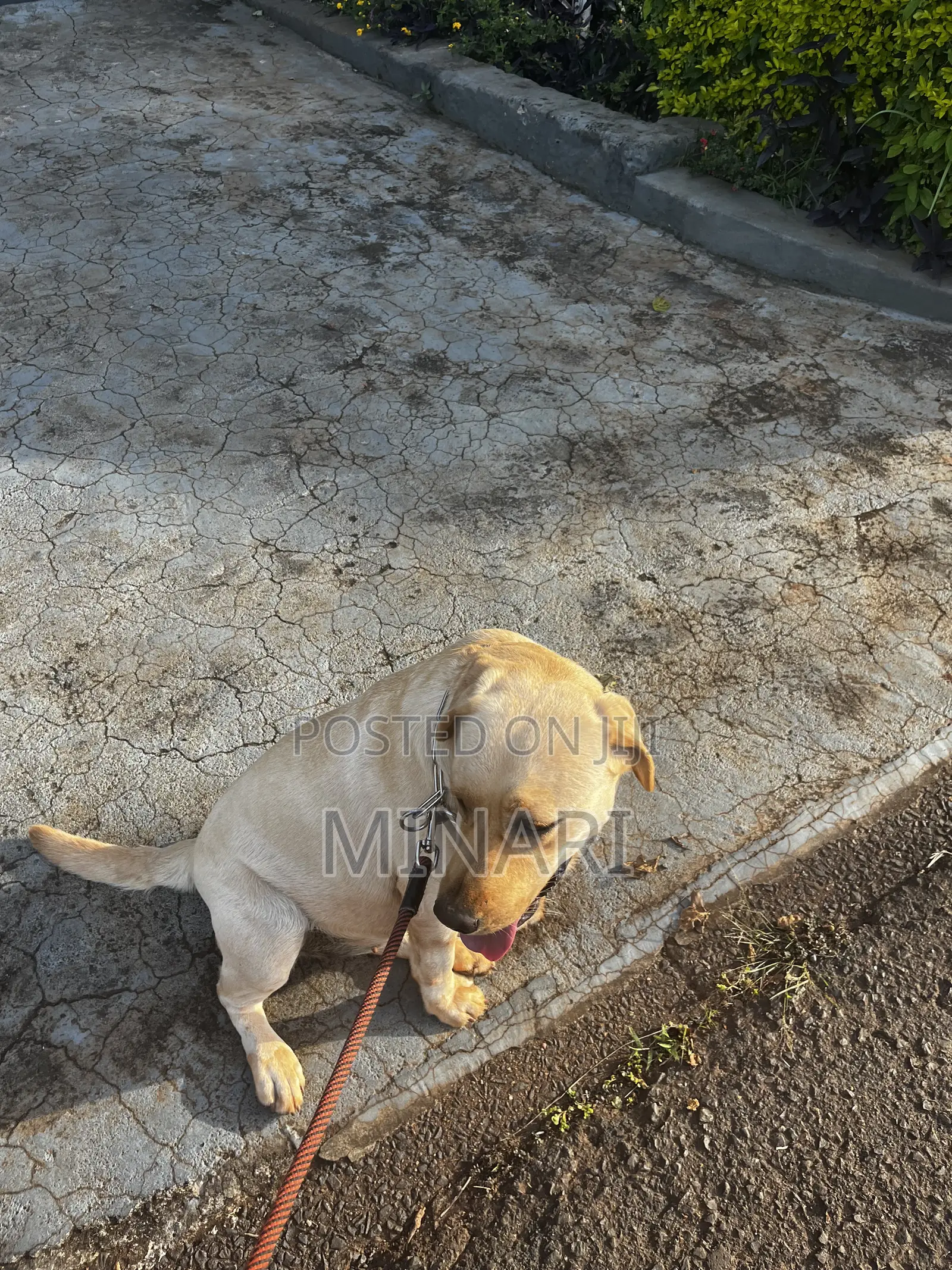 Pet Sitting Services Available In Nairobi