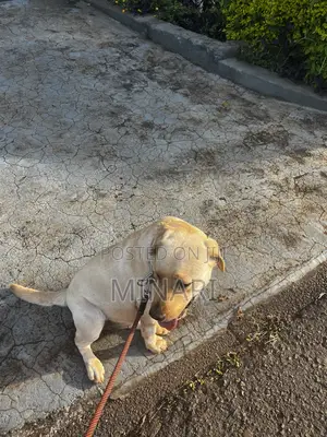 Pet Sitting Services Available In Nairobi