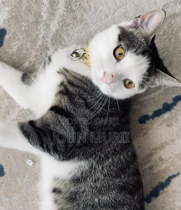 6-12 months Male Purebred British Shorthair