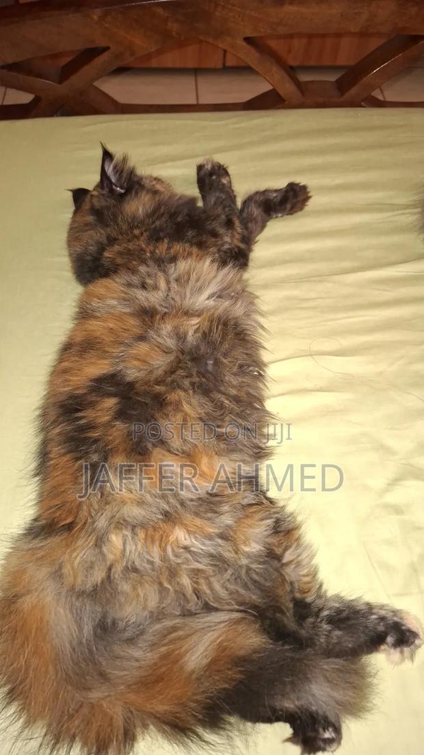 6-12 months Female Purebred Persian