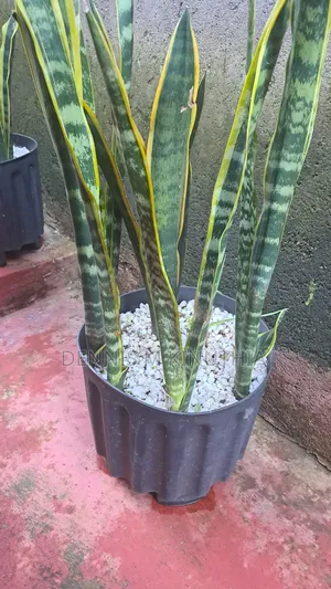 Snake Plant