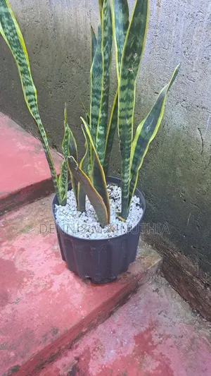 Snake Plant