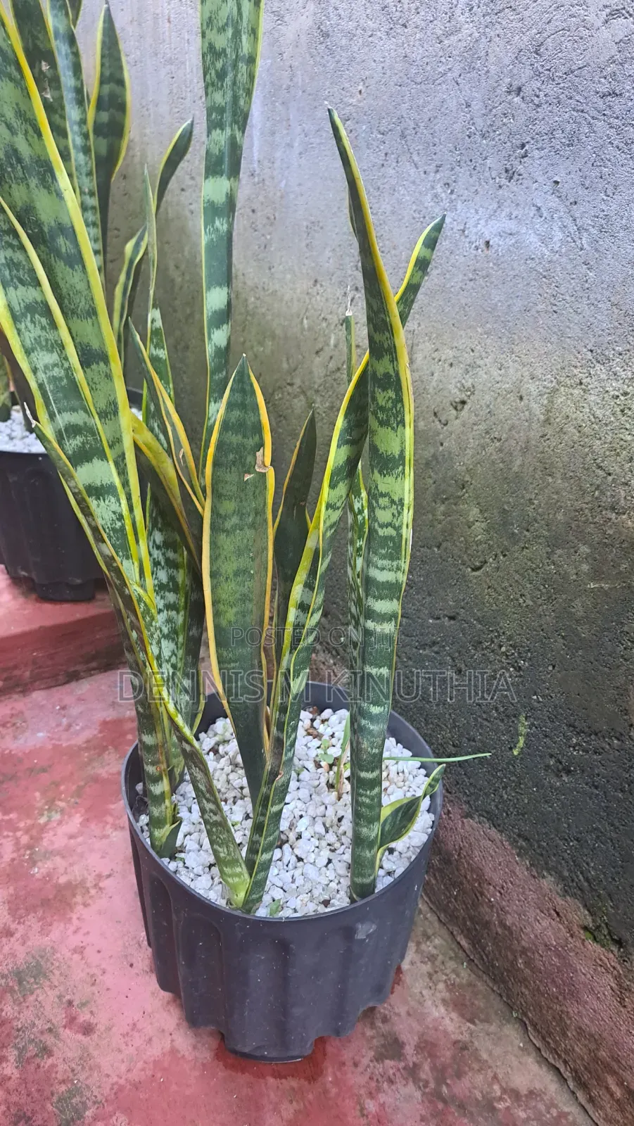 Snake Plant