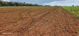 Prime 2 Acres for Sale Illula L8mo Eldoret