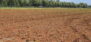 Prime 2 Acres for Sale Illula L8mo Eldoret