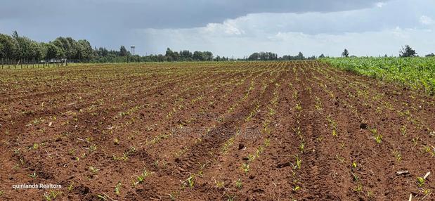 Prime 2 Acres for Sale Illula L8mo Eldoret - thumbnail 6