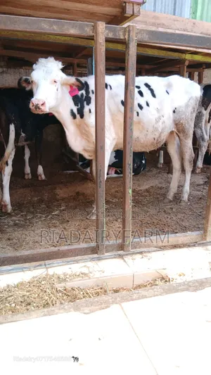 Holstein Heifer