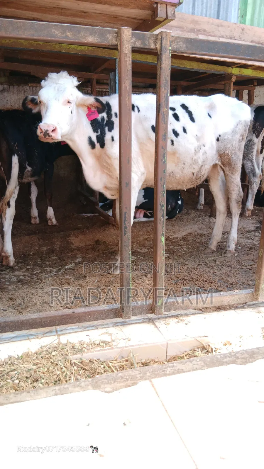 Holstein Heifer