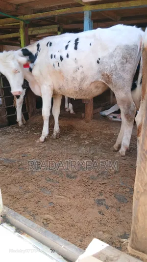 Holstein Heifer