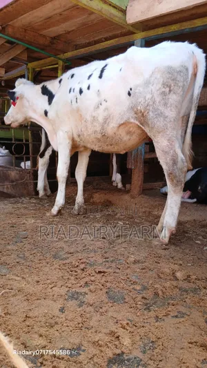 Holstein Heifer