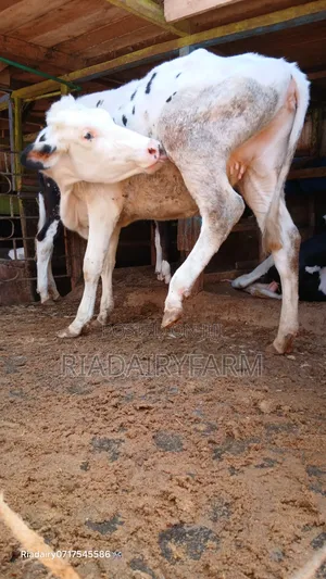 Holstein Heifer