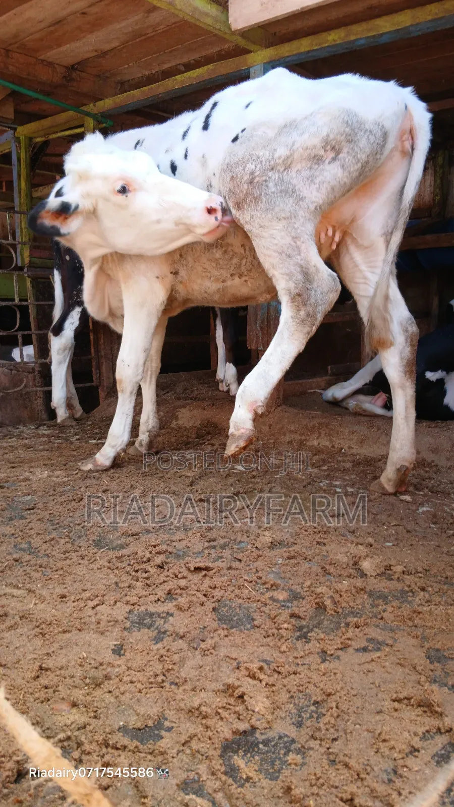 Holstein Heifer