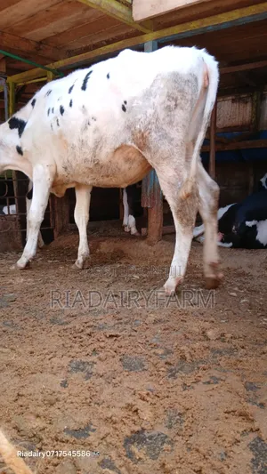 Holstein Heifer