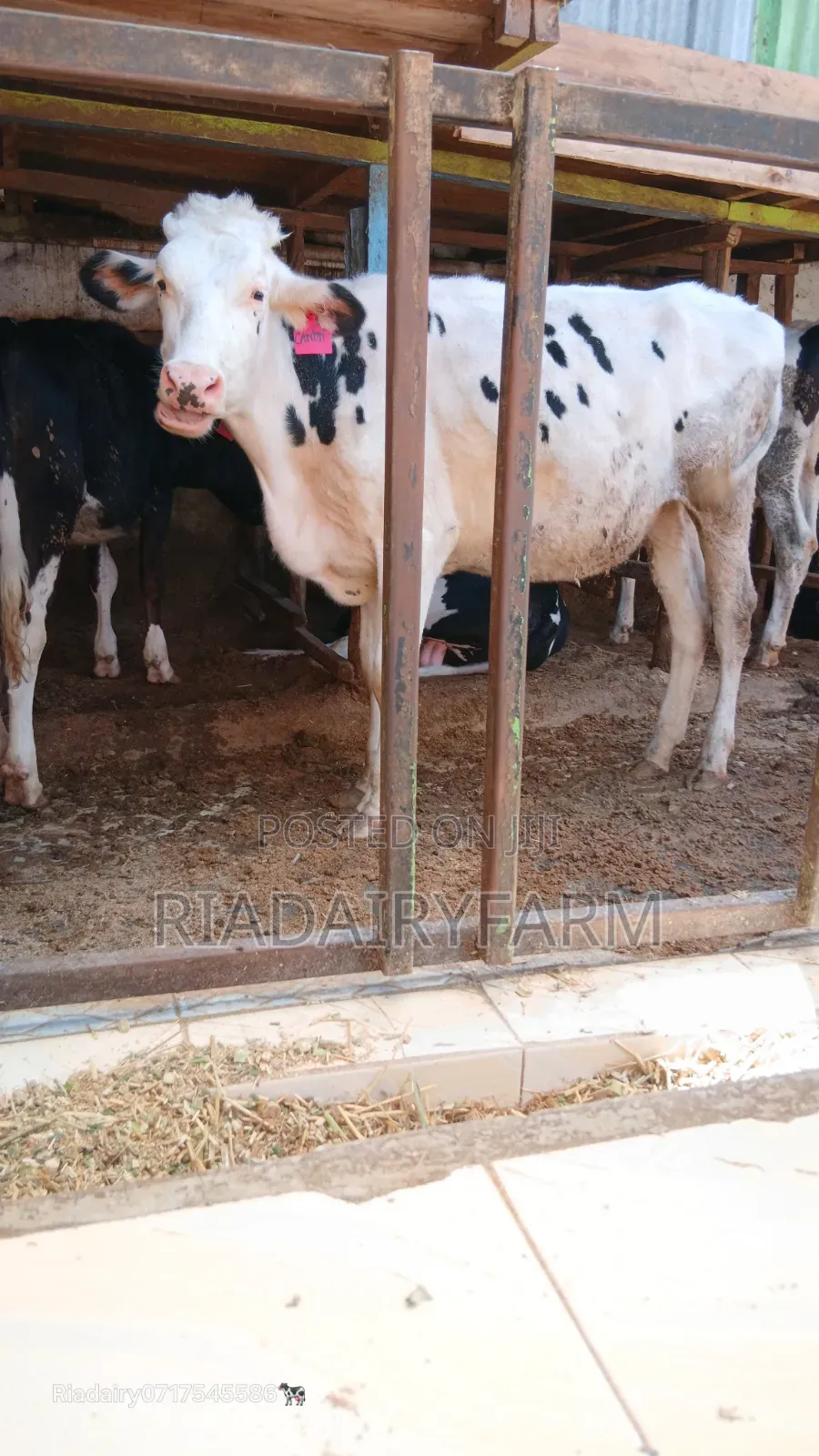 Holstein Heifer