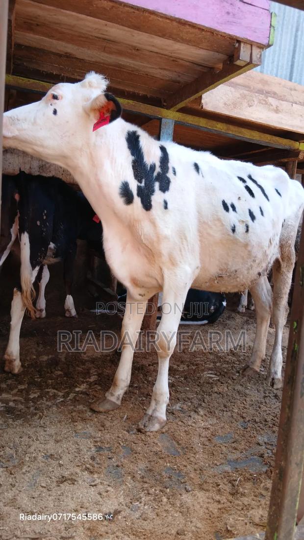 Holstein Heifer - thumbnail 7