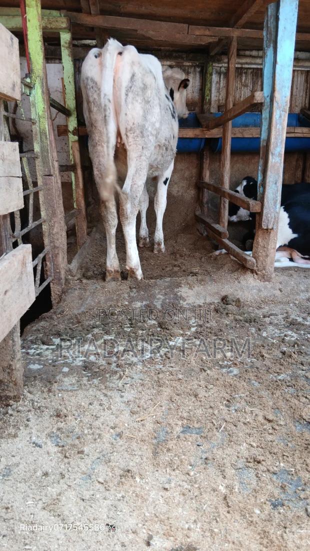 Holstein Heifer - thumbnail 8