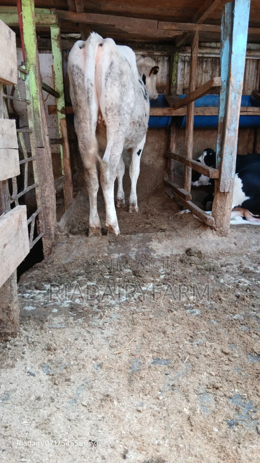 Holstein Heifer