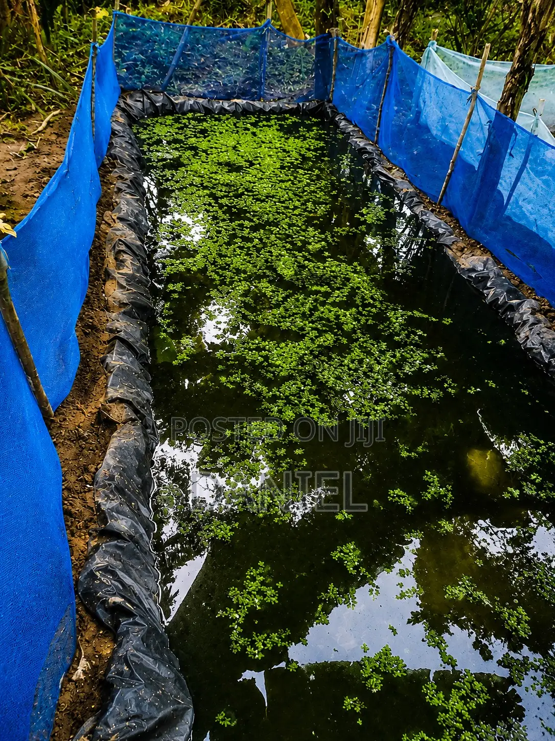 Azolla and Duckweed