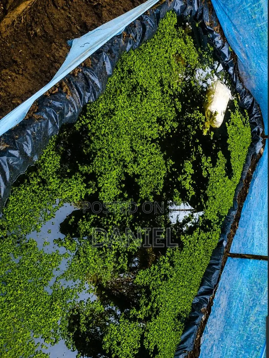 Azolla and Duckweed