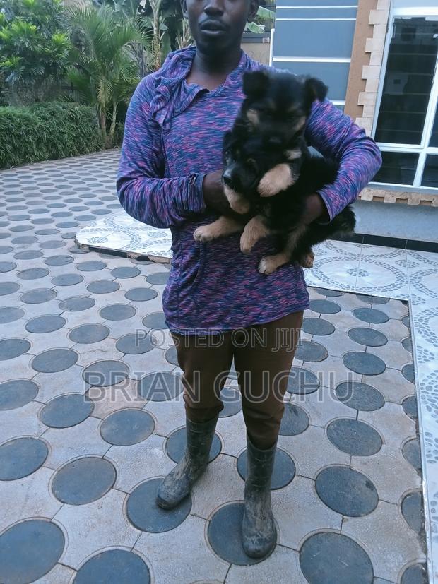 1-3 months Female Purebred German Shepherd - thumbnail 2