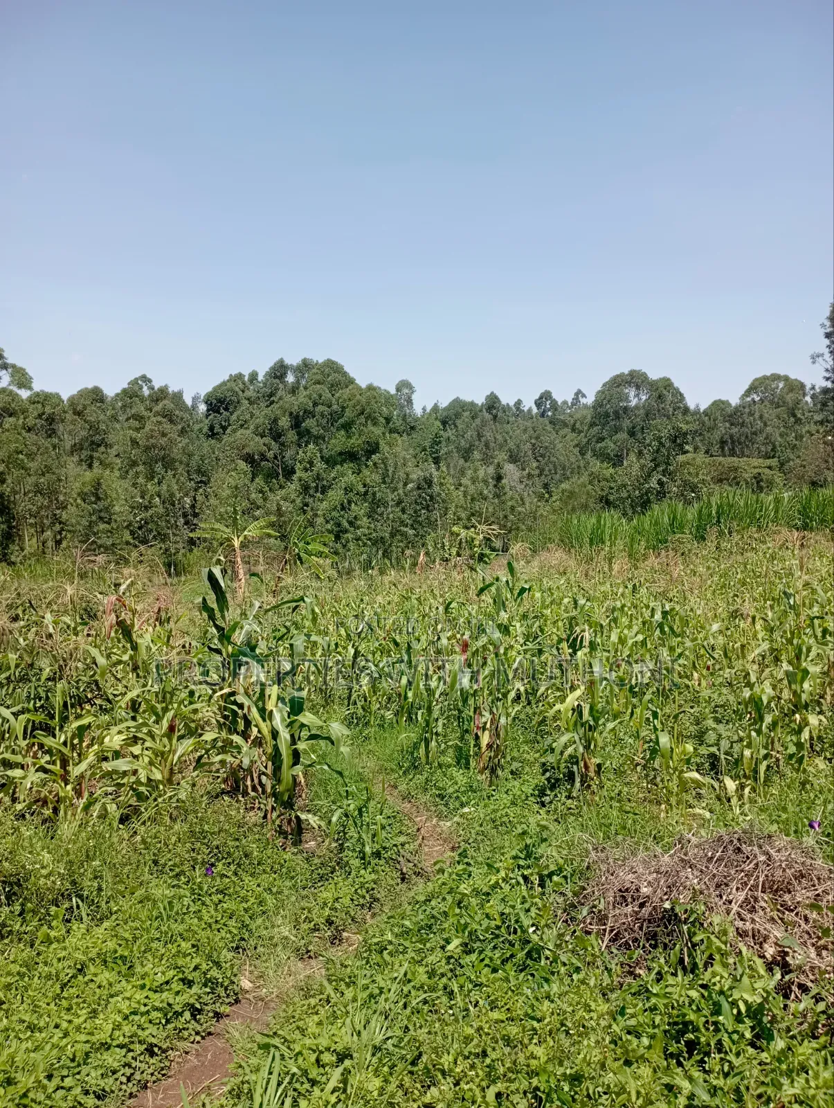 1/2 Acre Land for Sale in Olkeri, Karen West.