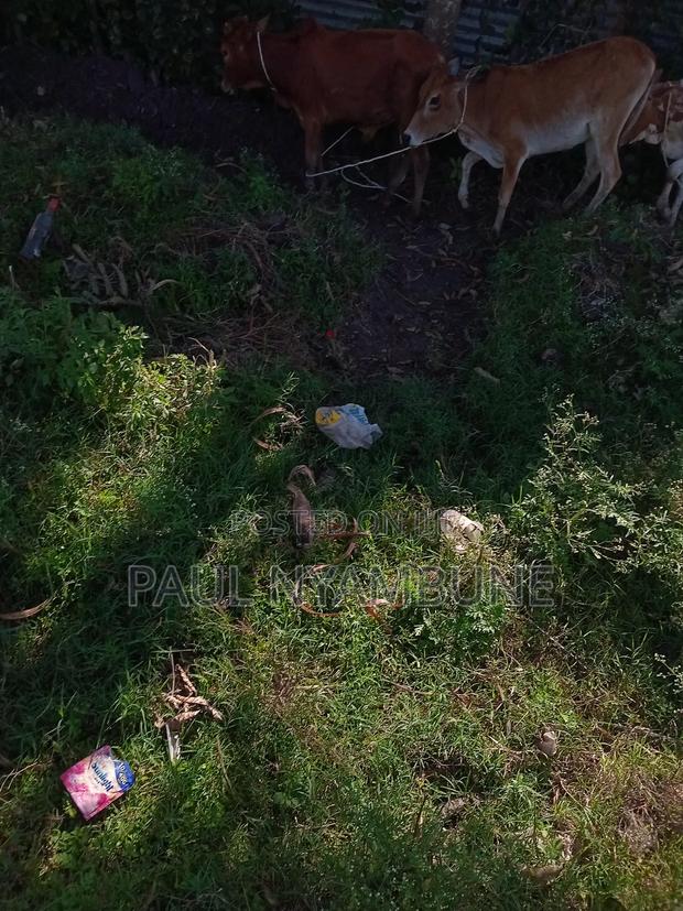 Land at Alendu Luanda Junction 3km Fro. KSM CBD - thumbnail 2