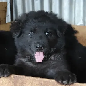 1-3 months Male Purebred German Shepherd
