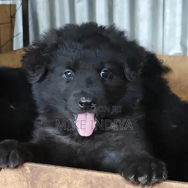 1-3 months Male Purebred German Shepherd