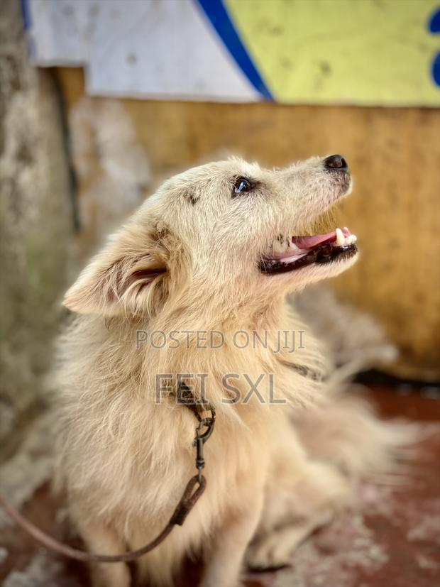 6-12 months Male Mixed Breed Japanese Spitz