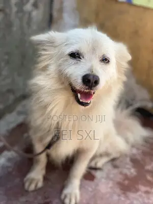 6-12 months Male Mixed Breed Japanese Spitz