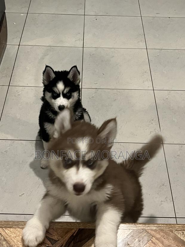 1-3 months Male Purebred Siberian Husky - thumbnail 3