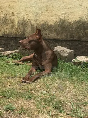 1+ year Male Purebred American Pit Bull Terrier
