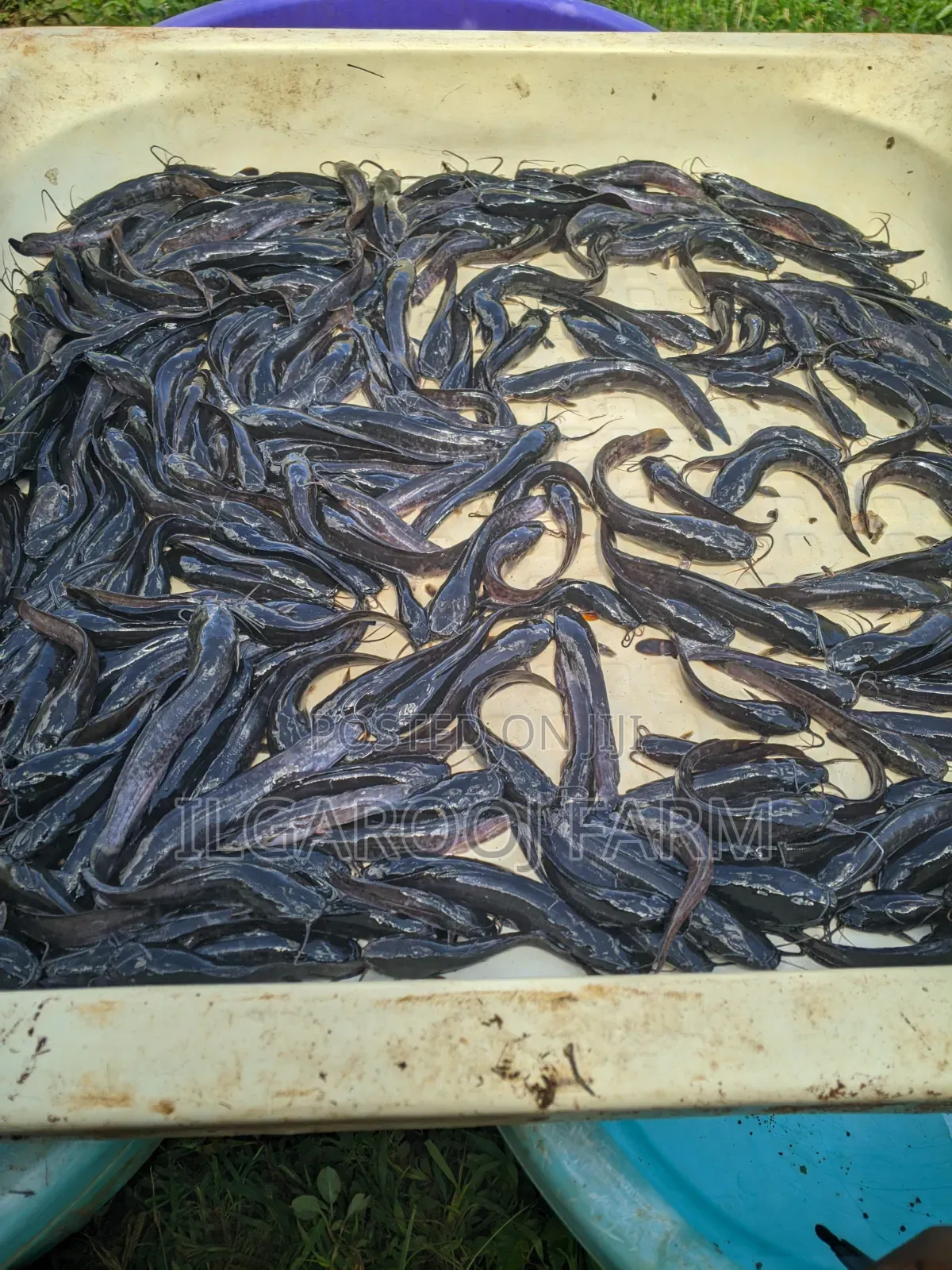 Premium Quality Catfish Fingerlings